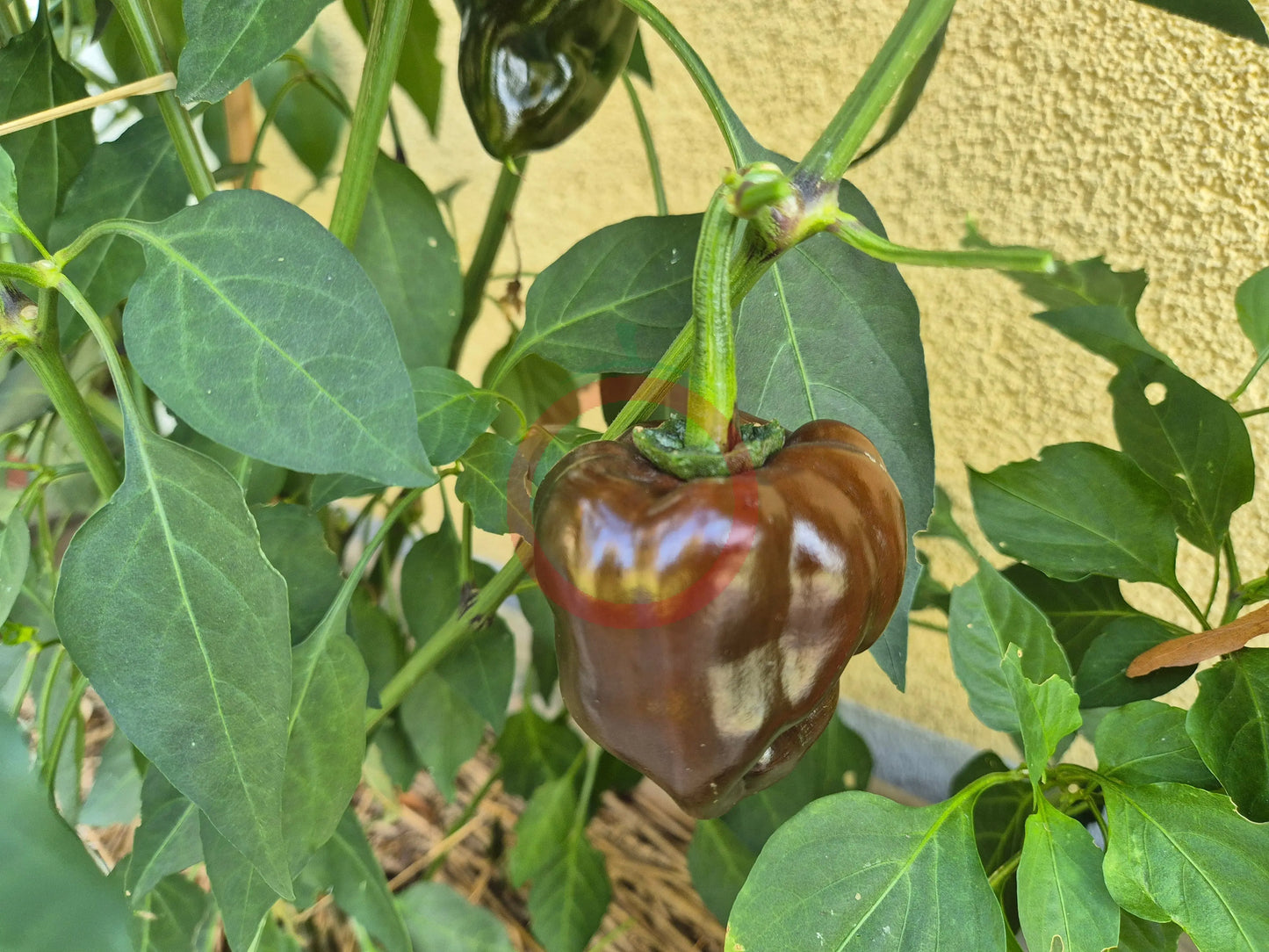 Chile de Onza DER TOMATENFLÜSTERER