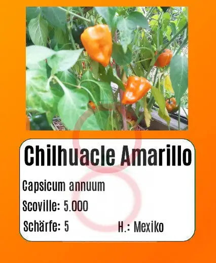Chilhuacle Amarillo DER TOMATENFLÜSTERER