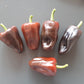 Chilhuacle Negro DER TOMATENFLÜSTERER