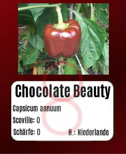 Chocolate Beauty DER TOMATENFLÜSTERER