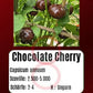Chocolate Cherry DER TOMATENFLÜSTERER
