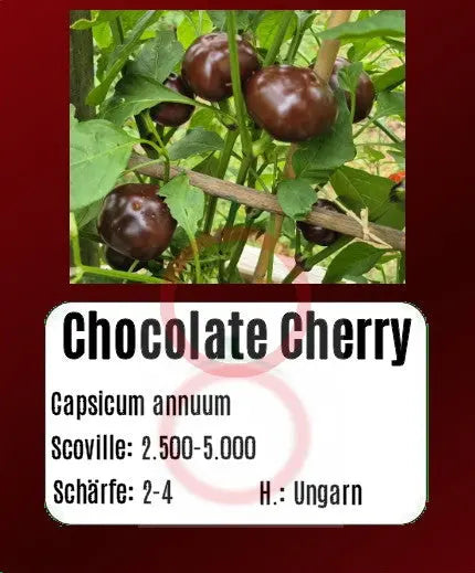 Chocolate Cherry DER TOMATENFLÜSTERER