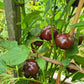 Chocolate Cherry DER TOMATENFLÜSTERER