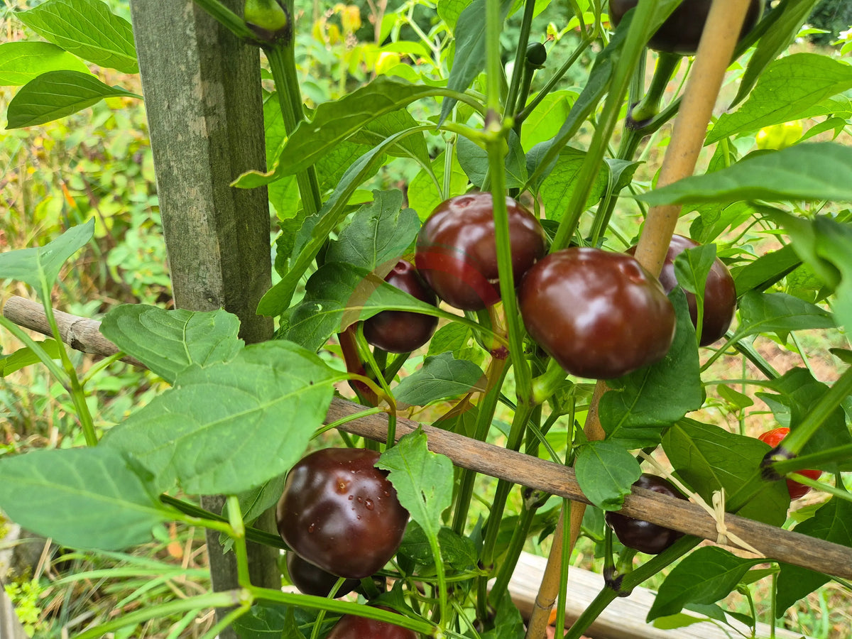 Chocolate Cherry DER TOMATENFLÜSTERER