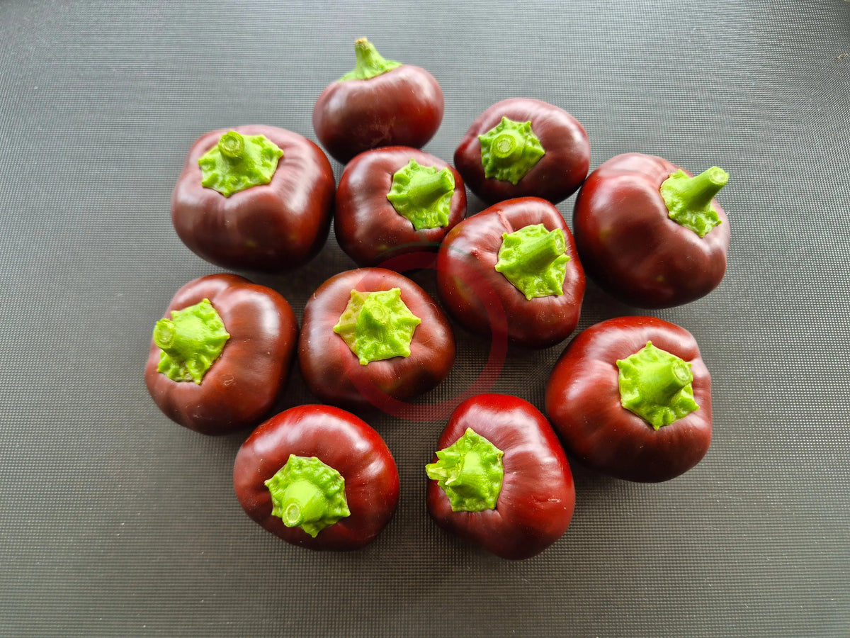 Chocolate Cherry DER TOMATENFLÜSTERER