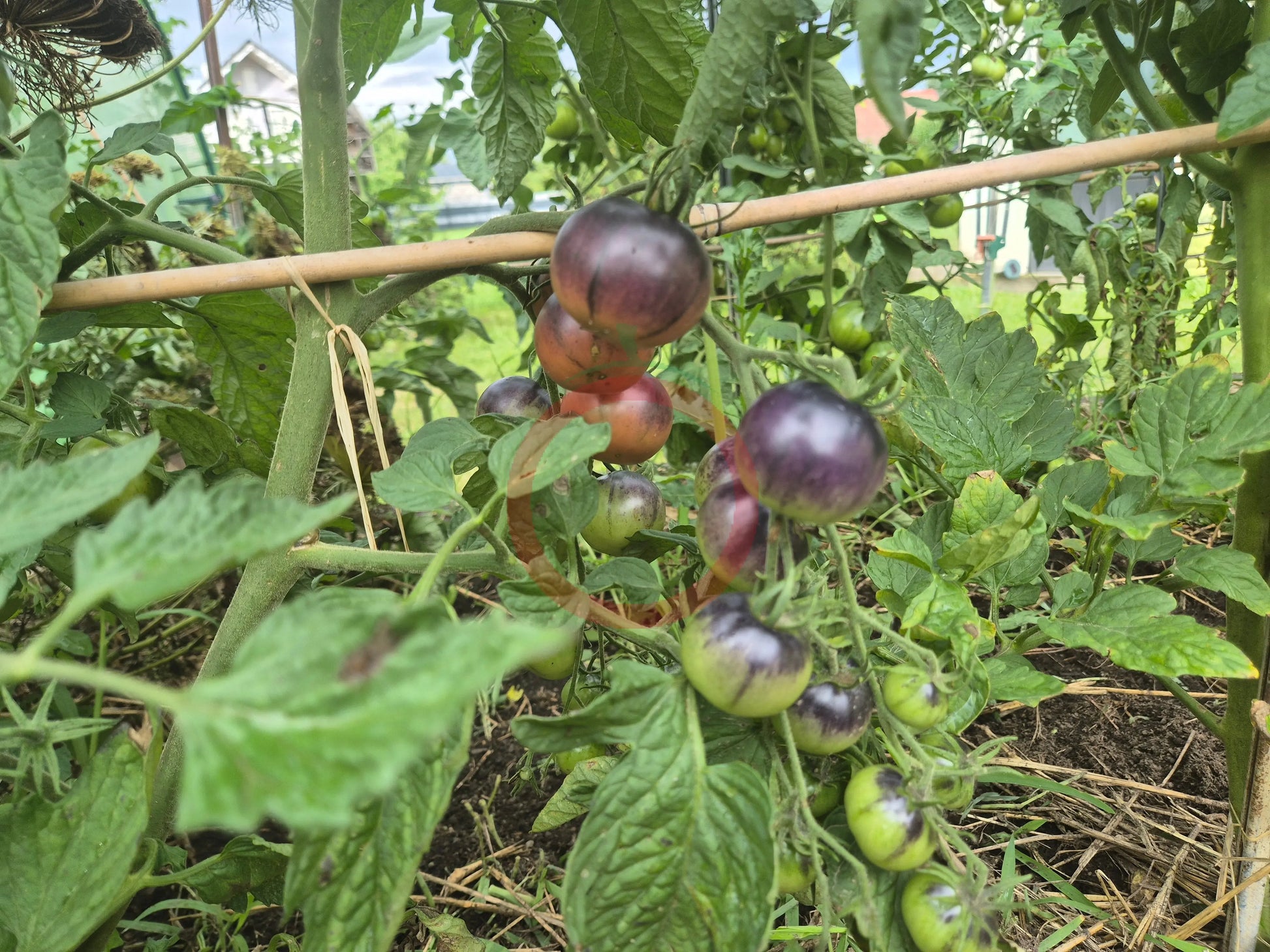 Chocolate Gift DER TOMATENFLÜSTERER