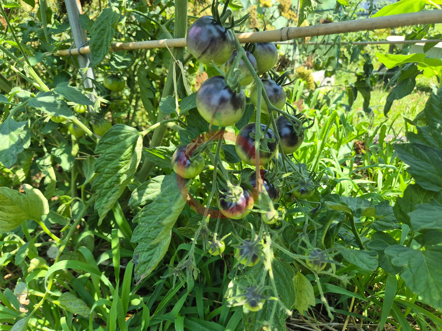 Chocolate Gift DER TOMATENFLÜSTERER