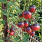 Chocolate Gift DER TOMATENFLÜSTERER
