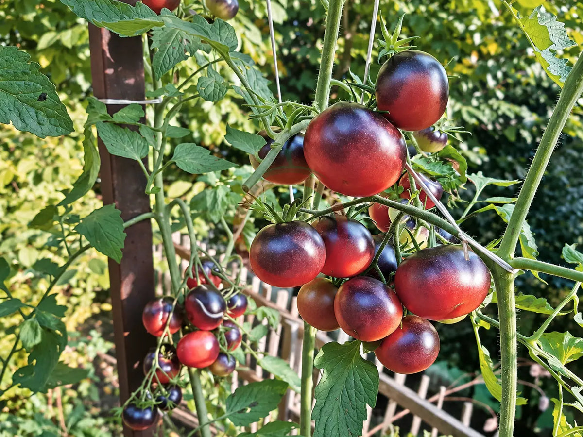 Chocolate Gift DER TOMATENFLÜSTERER