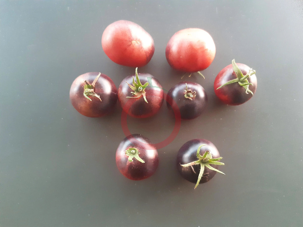 Chocolate Gift DER TOMATENFLÜSTERER