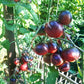 Chocolate Gift DER TOMATENFLÜSTERER