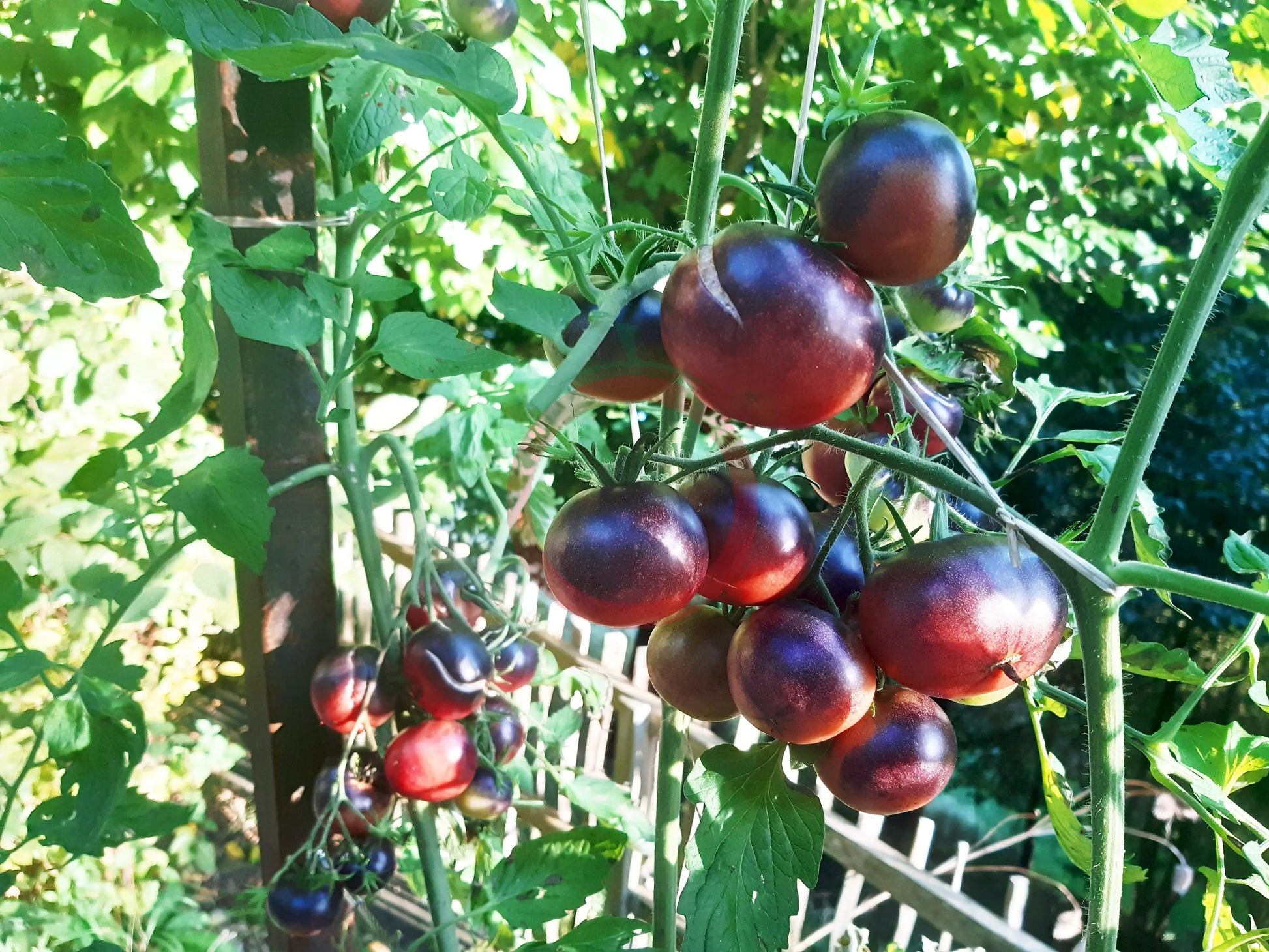 Chocolate Gift DER TOMATENFLÜSTERER