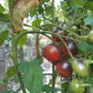 Chocolate Gift DER TOMATENFLÜSTERER