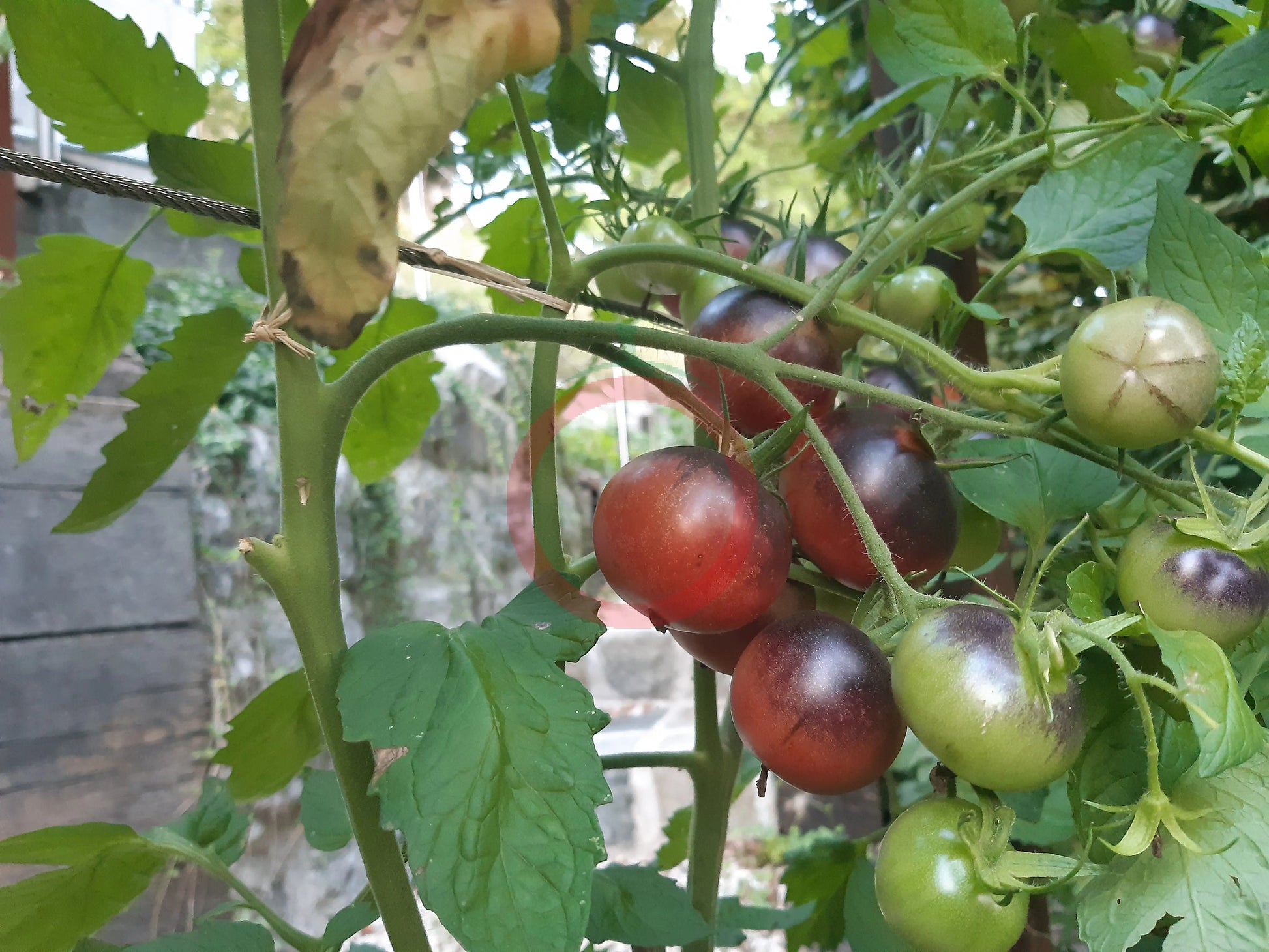 Chocolate Gift DER TOMATENFLÜSTERER
