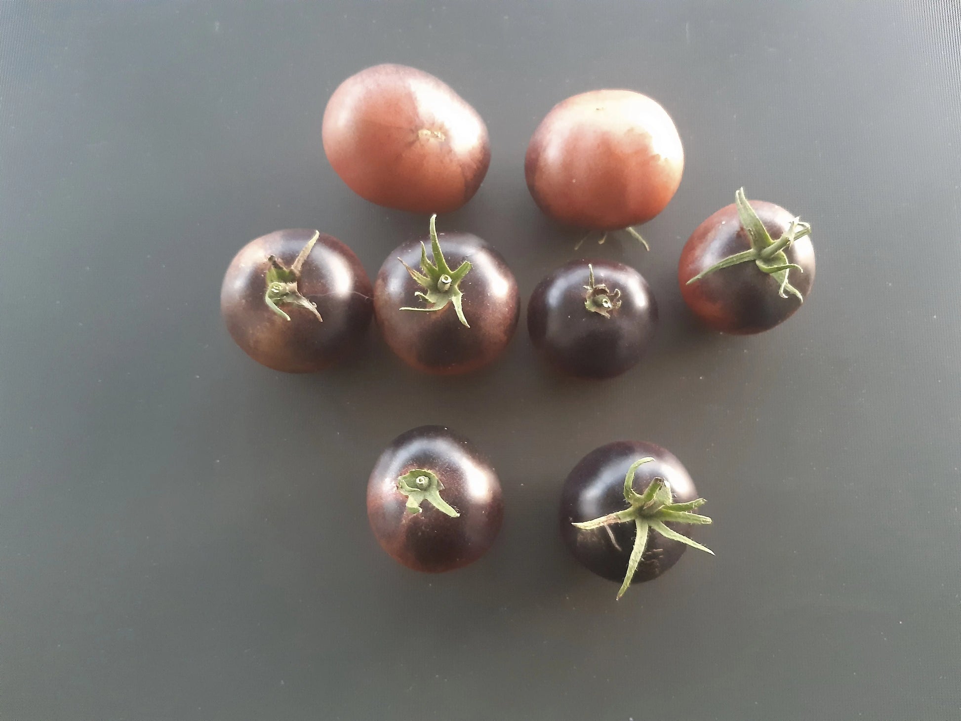 Chocolate Gift DER TOMATENFLÜSTERER