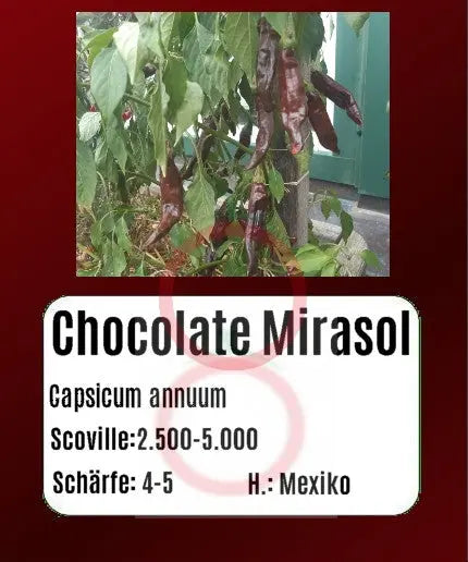 Chocolate Mirasol DER TOMATENFLÜSTERER