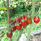 Chocolate Pear DER TOMATENFLÜSTERER