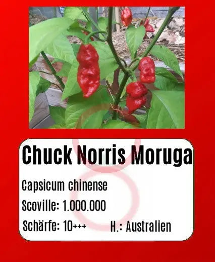 Chuck Norris Moruga Scorpion DER TOMATENFLÜSTERER