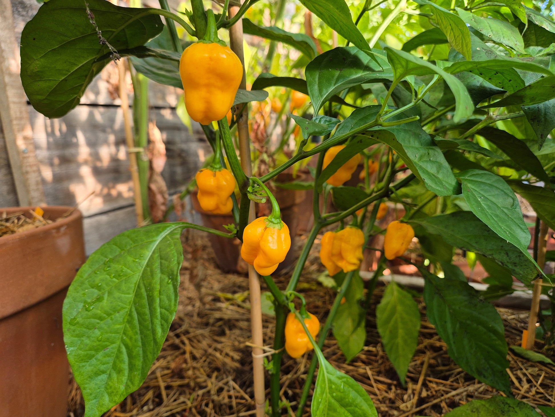 Chuck Norris Moruga ´Yellow´ DER TOMATENFLÜSTERER