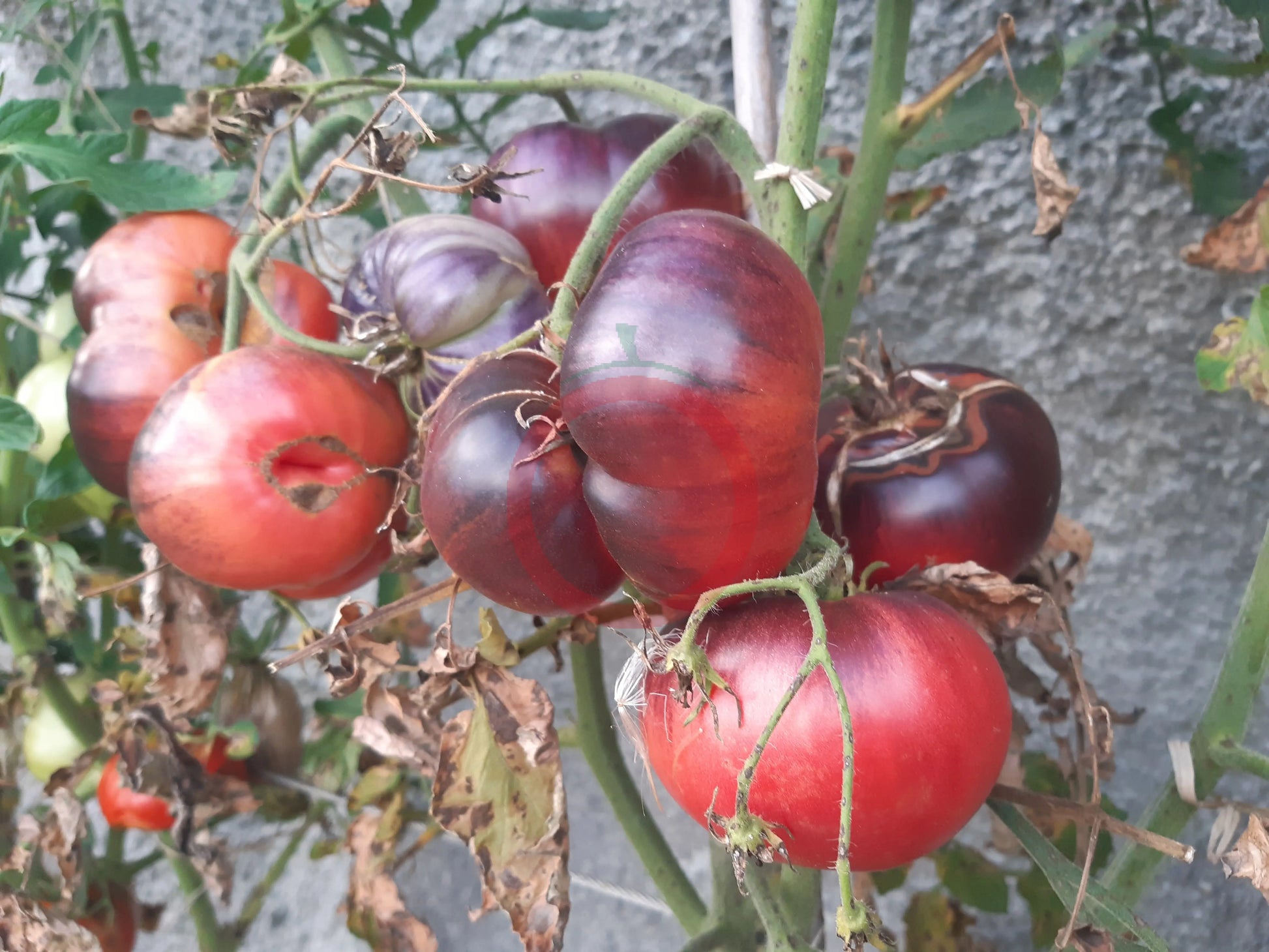 Chupa Chups Rose DER TOMATENFLÜSTERER