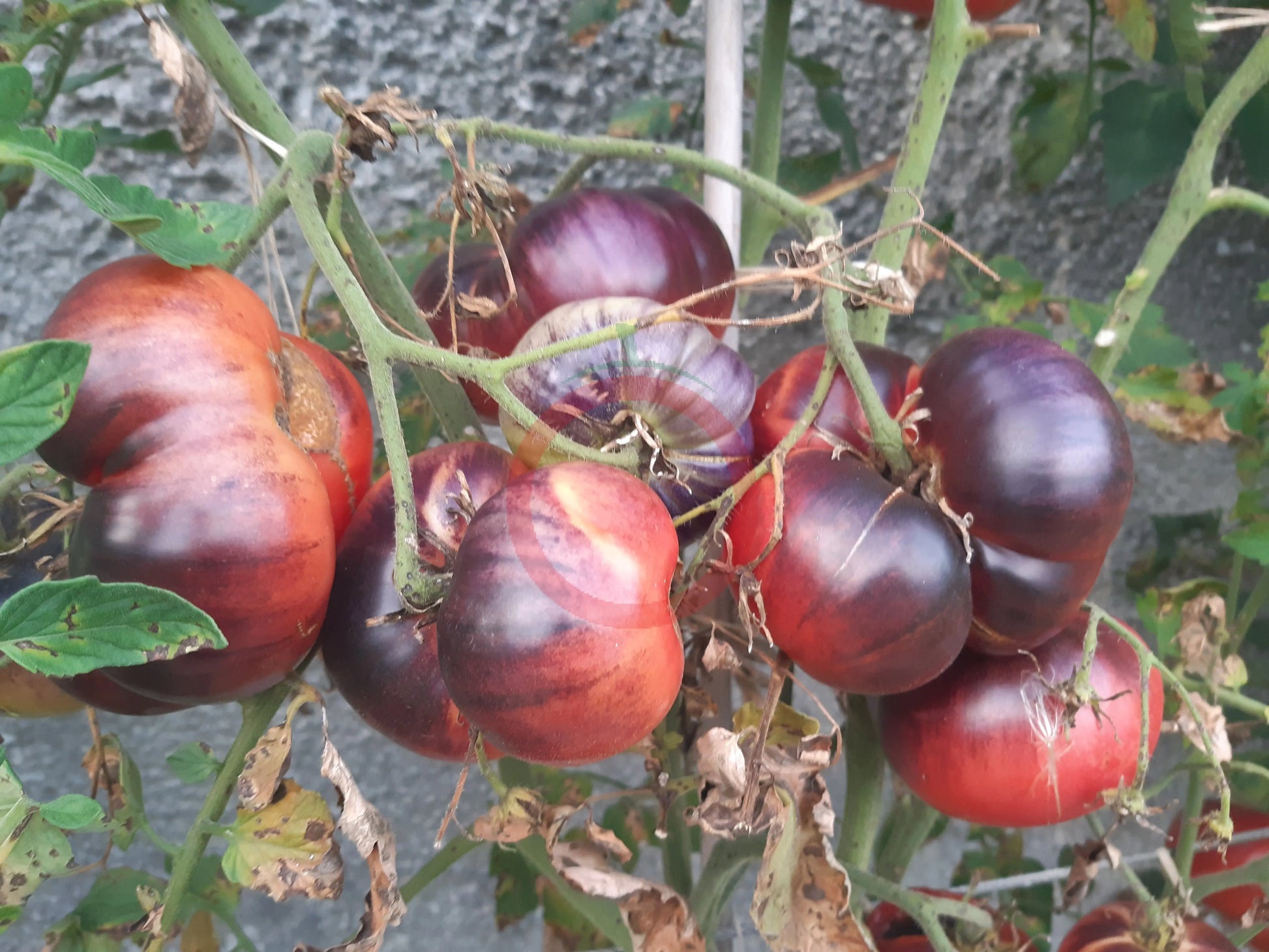 Chupa Chups Rose DER TOMATENFLÜSTERER