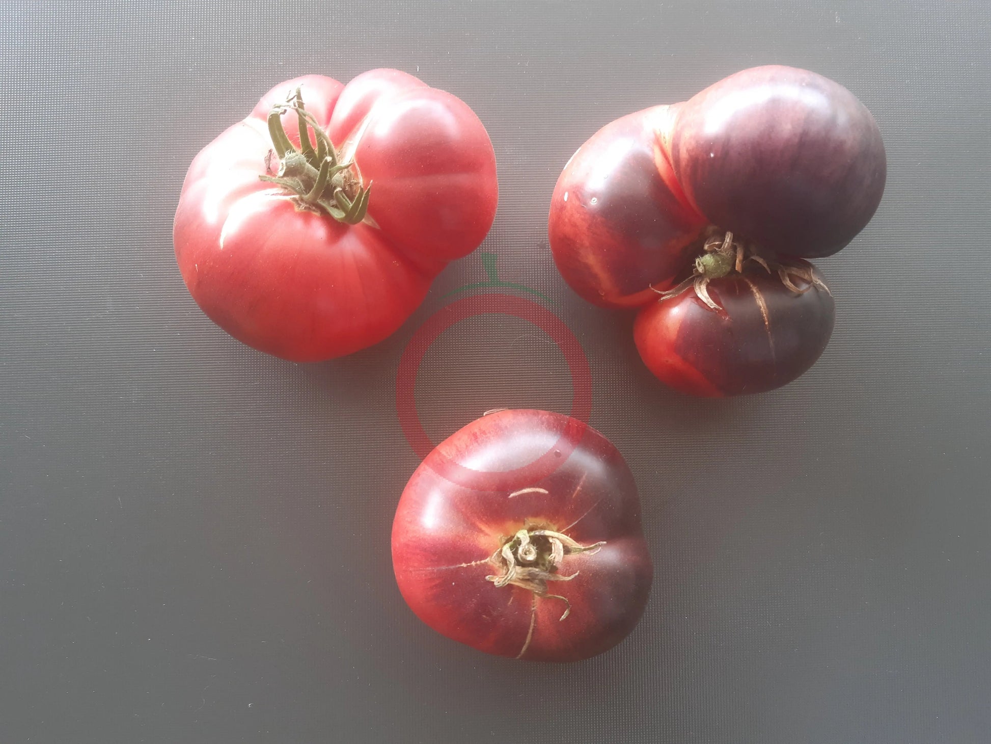Chupa Chups Rose DER TOMATENFLÜSTERER