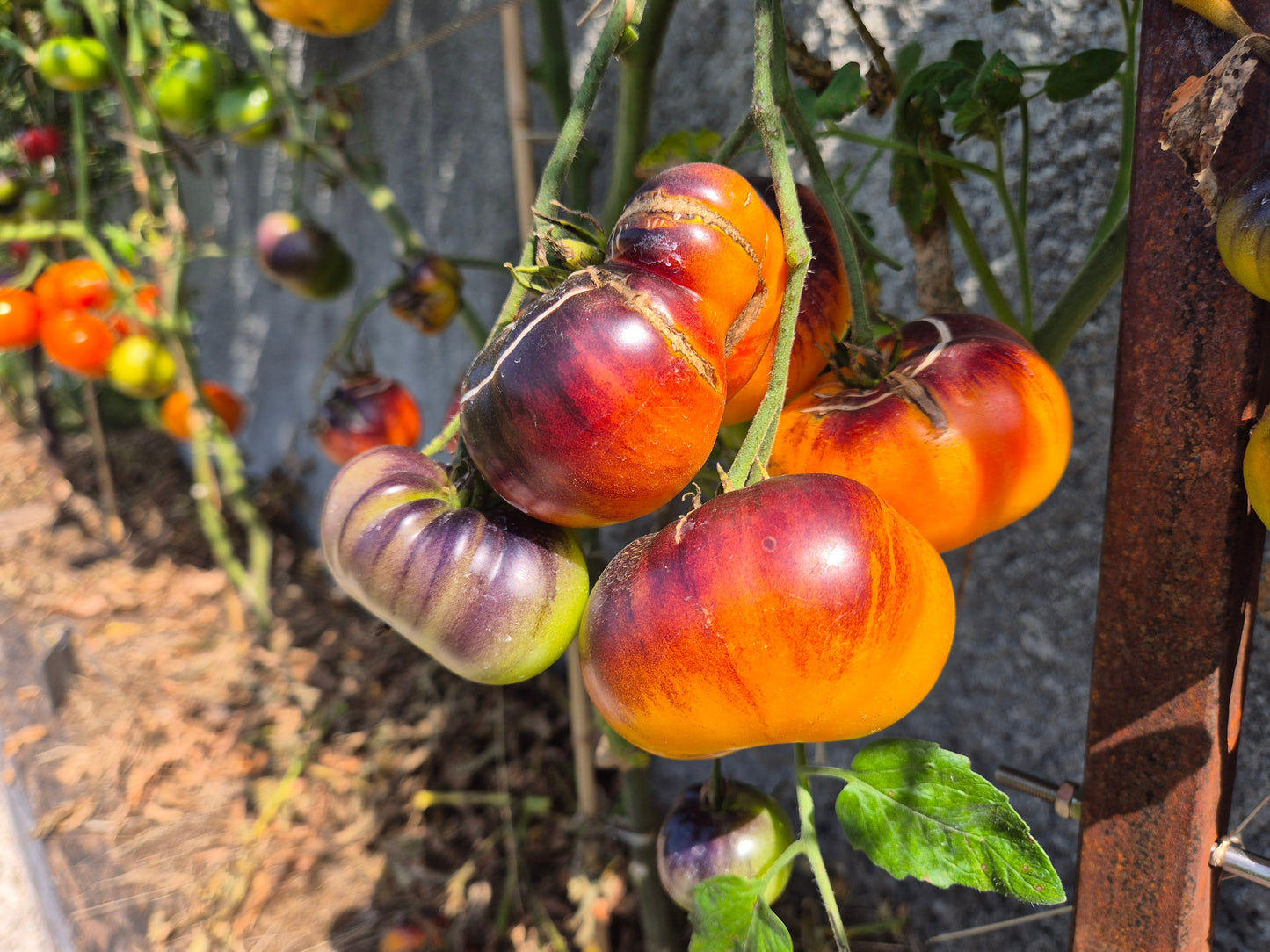 Chupa Chups ´Tricolor´ DER TOMATENFLÜSTERER