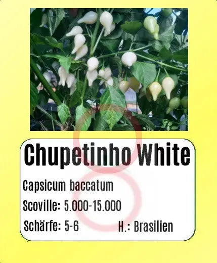 Chupetinho White DER TOMATENFLÜSTERER