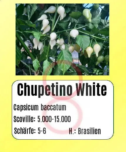 Chupetinho White DER TOMATENFLÜSTERER