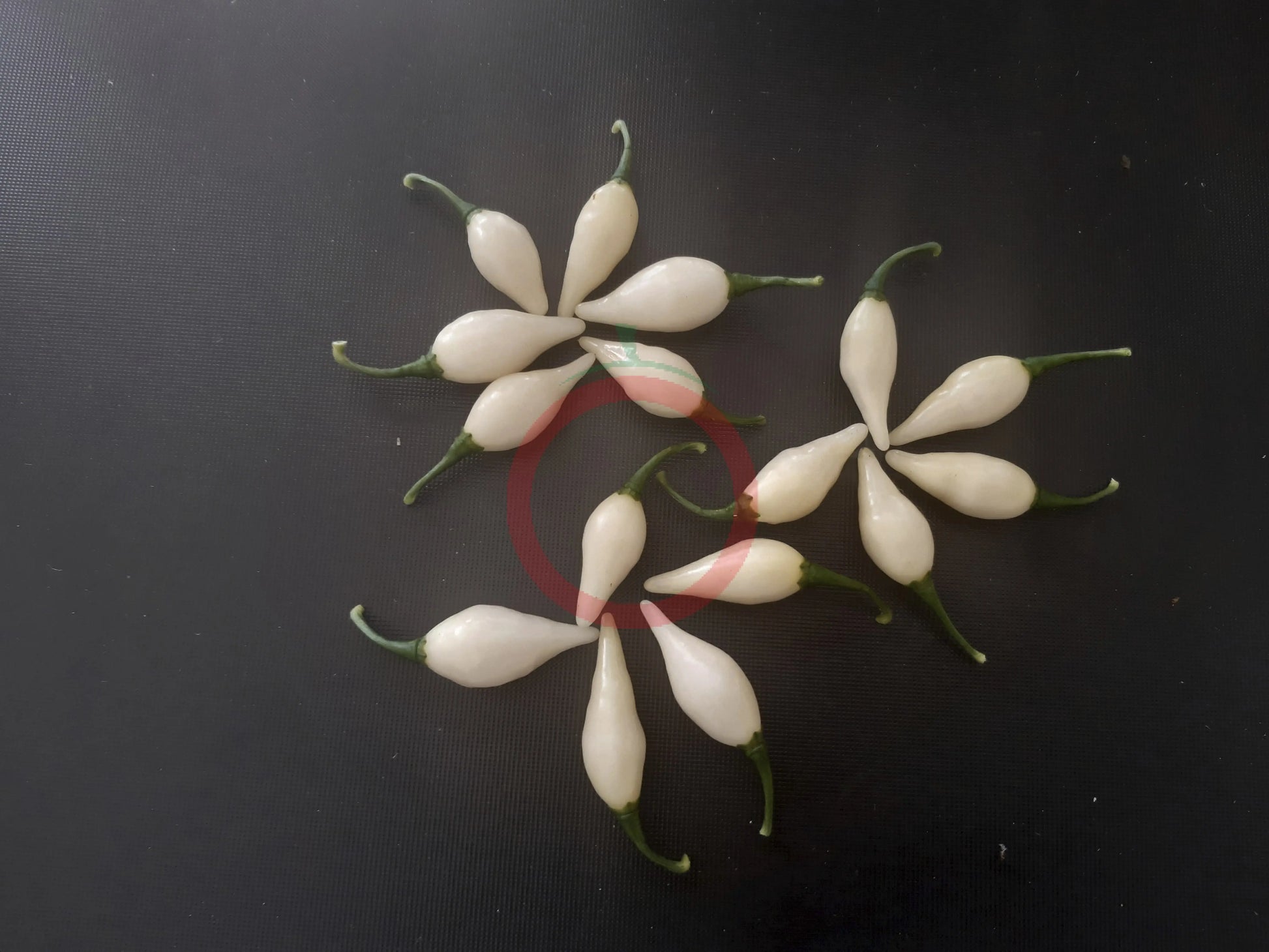 Chupetinho White DER TOMATENFLÜSTERER