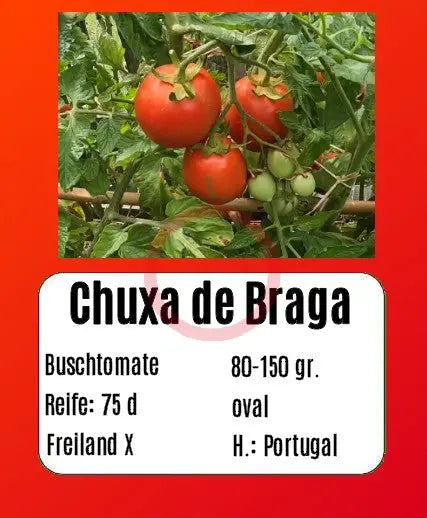 Chuxa de Braga DER TOMATENFLÜSTERER
