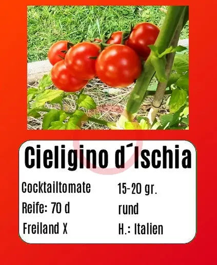 Cieligino d´Ischia DER TOMATENFLÜSTERER