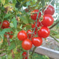 Cieligino d´Ischia DER TOMATENFLÜSTERER