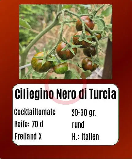 Ciliegino Nero di Turchia DER TOMATENFLÜSTERER