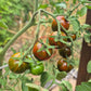Ciliegino Nero di Turchia DER TOMATENFLÜSTERER