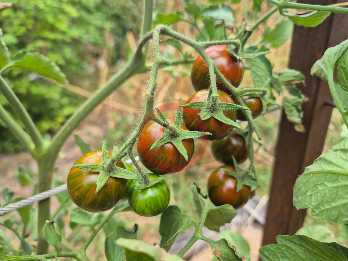 Ciliegino Nero di Turchia DER TOMATENFLÜSTERER