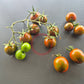 Ciliegino Nero di Turchia DER TOMATENFLÜSTERER