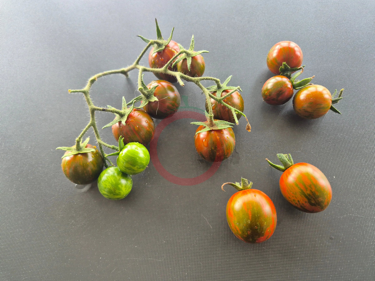 Ciliegino Nero di Turchia DER TOMATENFLÜSTERER