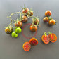 Ciliegino Nero di Turchia DER TOMATENFLÜSTERER
