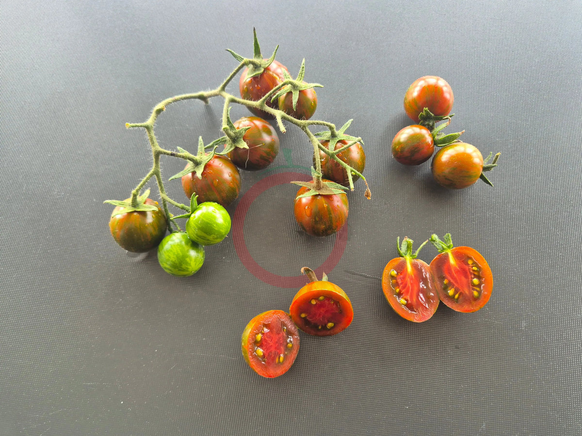 Ciliegino Nero di Turchia DER TOMATENFLÜSTERER