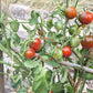 Cinnamon Girl DER TOMATENFLÜSTERER