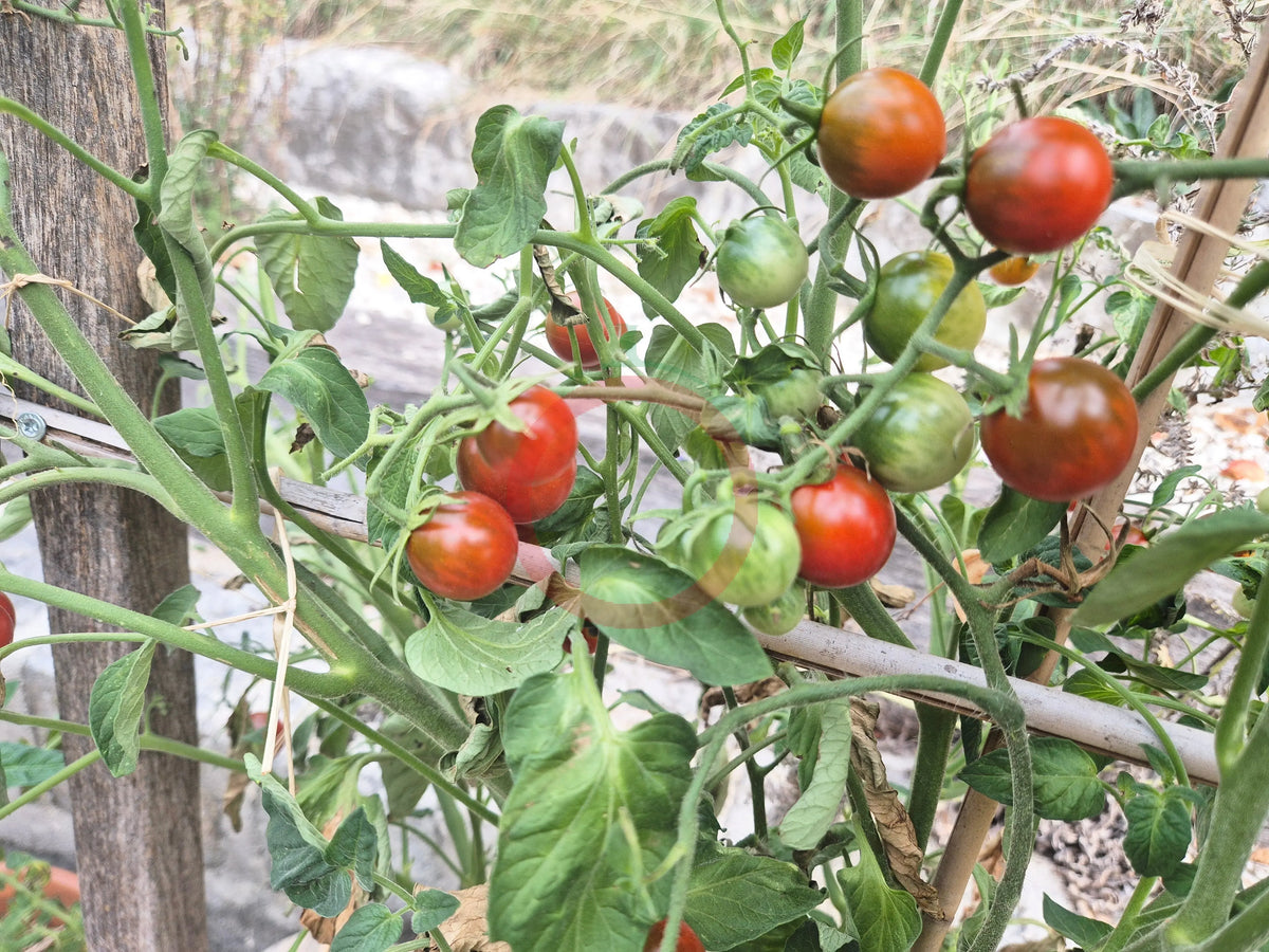 Cinnamon Girl DER TOMATENFLÜSTERER
