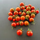 Cinnamon Girl DER TOMATENFLÜSTERER
