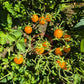 Clementine DER TOMATENFLÜSTERER
