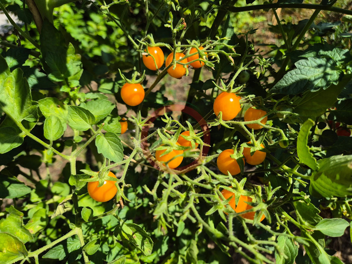 Clementine DER TOMATENFLÜSTERER