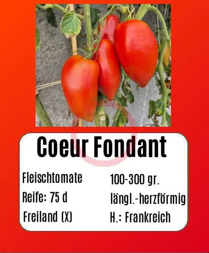 Coeur Fondant DER TOMATENFLÜSTERER
