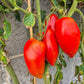 Coeur Fondant DER TOMATENFLÜSTERER
