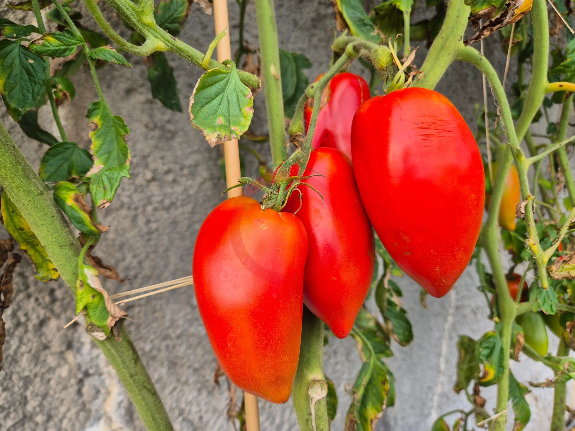 Coeur Fondant DER TOMATENFLÜSTERER