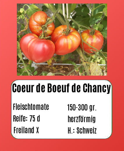 Coeur de Boeuf de Chancy DER TOMATENFLÜSTERER