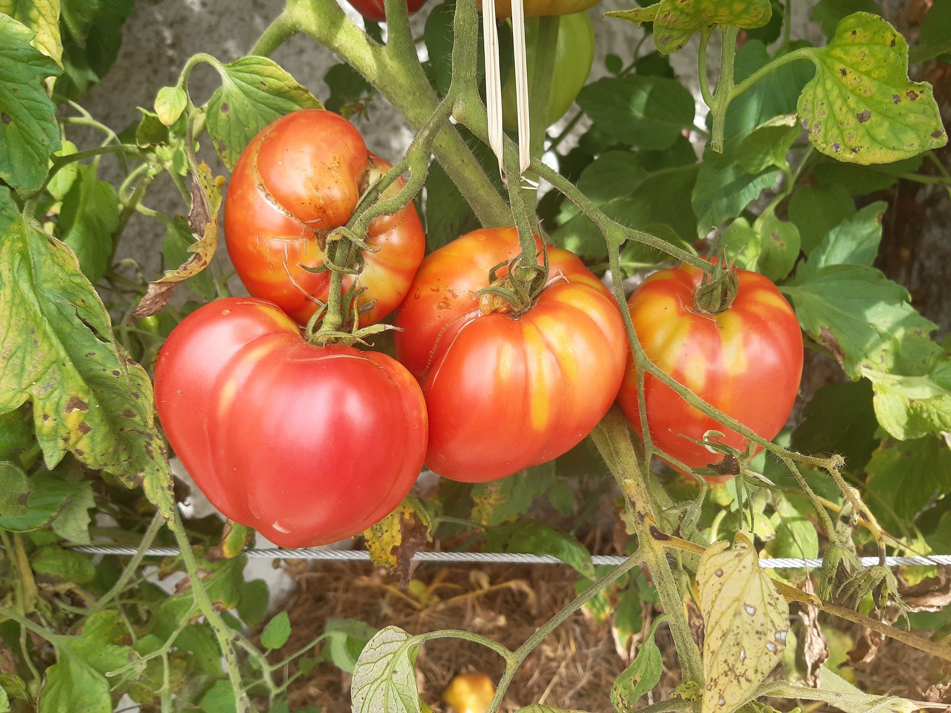 Coeur de Boeuf de Chancy DER TOMATENFLÜSTERER